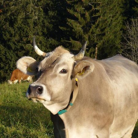 Hoehengasthaus Kolmenhof An Der Donauquelle فورتفاغن المظهر الخارجي الصورة