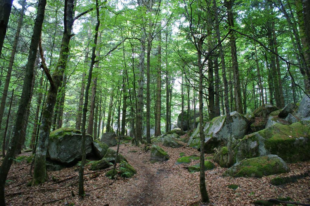 Hoehengasthaus Kolmenhof An Der Donauquelle فورتفاغن المظهر الخارجي الصورة